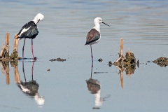 Black-winged Stilt [Himantopus himantopus]
