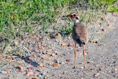 Bronze-winged Courser [Rhinoptilus chalcopterus]