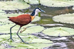 African Jacana [Actophilornis africanus]