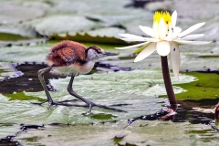 African Jacana [Actophilornis africanus]