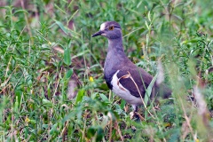 Senegal Lapwing [Vanellus lugubris]