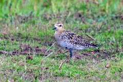 Pacific Golden Plover [Pluvialis fulva]