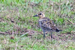 Pacific Golden Plover [Pluvialis fulva]