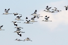 Pied Avocet [Recurvirostra avosetta]