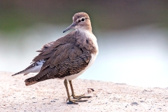 Common Sandpiper [Actitis hypoleucos]