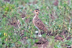 Temminck's Courser [Cursorius temminckii ruvanensis]
