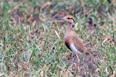 Temminck's Courser [Cursorius temminckii ruvanensis]