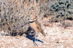 Double-banded Courser [Rhinoptilus africanus africanus]