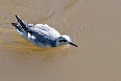 Red Phalarope [Phalaropus fulicarius]