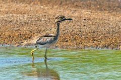 Water Thick-knee [Burhinus vermiculatus vermiculatus]