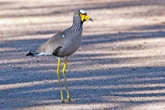 African Wattled Lapwing [Vanellus senegallus lateralis]