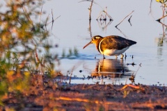 Greater Painted-snipe [Rostratula benghalensis]