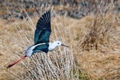 Black-winged Stilt [Himantopus himantopus]