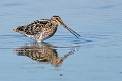 African Snipe [Gallinago nigripennis nigripennis]