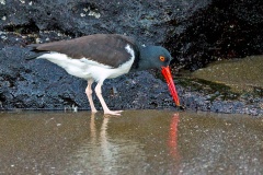 American Oystercatcher [Haematopus palliatus galapagensis] 