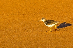 Spotted Sandpiper [Actitis macularius] 