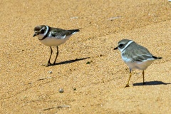 Semipalmated Plover [Charadrius semipalmatus] 