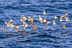Red-necked Phalarope [Phalaropus lobatus] 