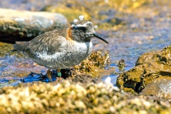 Diademed Sandpiper-Plover [Phegornis mitchellii] 