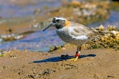 Diademed Sandpiper-Plover [Phegornis mitchellii] 