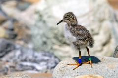 Diademed Sandpiper-Plover [Phegornis mitchellii] 