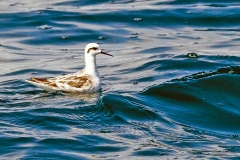 Red-necked Phalarope [Phalaropus lobatus] 
