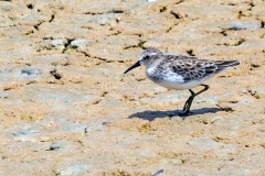 Least Sandpiper [Calidris minutilla] 