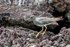 Wandering Tattler [Tringa incana] 