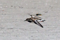 Ruddy Turnstone [Arenaria interpres interpres] 