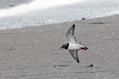 Ruddy Turnstone [Arenaria interpres interpres] 