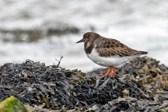 Ruddy Turnstone [Arenaria interpres interpres] 