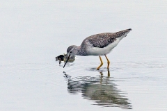 Lesser Yellowlegs [Tringa flavipes] 