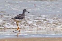 Greater Yellowlegs [Tringa melanoleuca] 