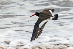 American Oystercatcher [Haematopus palliatus palliatus] 