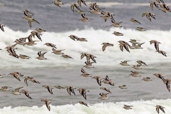 Sanderling [Calidris alba rubida] 