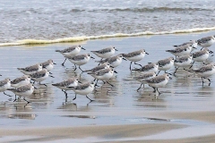 Sanderling [Calidris alba rubida] 