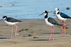 White-backed Stilt [Himantopus melanurus] 