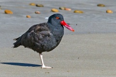 Blackish Oystercatcher [Haematopus ater] 