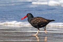 Blackish Oystercatcher [Haematopus ater] 