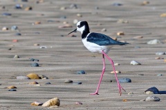 White-backed Stilt [Himantopus melanurus] 