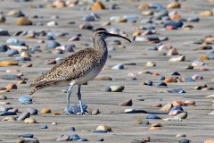 Hudsonian Whimbrel [Numenius hudsonicus rufiventris] 
