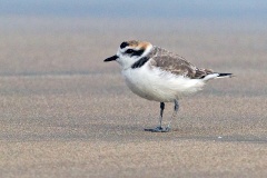 Snowy Plover [Anarhynchus nivosus occidentalis] 