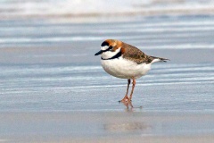 Collared Plover [Anarhynchus collaris] 