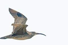Hudsonian Whimbrel [Numenius hudsonicus rufiventris] 