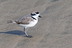 Snowy Plover [Anarhynchus nivosus occidentalis] 