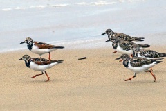 Ruddy Turnstone [Arenaria interpres morinella] 