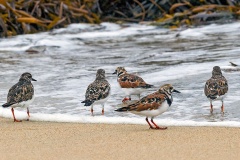 Ruddy Turnstone [Arenaria interpres morinella] 