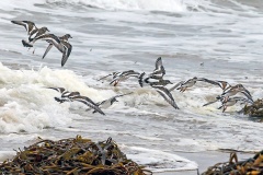 Ruddy Turnstone [Arenaria interpres morinella] 