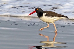 American Oystercatcher [Haematopus palliatus palliatus] 