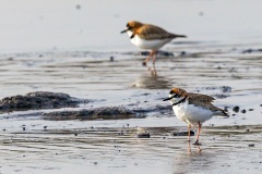 Collared Plover [Anarhynchus collaris] 